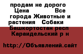 продам не дорого › Цена ­ 10 000 - Все города Животные и растения » Собаки   . Башкортостан респ.,Караидельский р-н